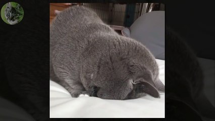 1 HOUR FUNNY VIDEOS FUNNY CATS COMPILATION MARCH 2017_65