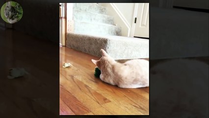 1 HOUR FUNNY VIDEOS FUNNY CATS COMPILATION MARCH 2017_79