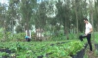Probolinggo Punya Agro Wisata Kebun Stroberi