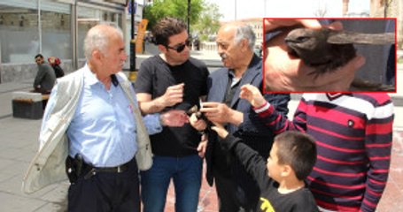 Sivas'ta 'Dokunanın Bir Yıl Sıkıntı Çekmeyeceğine İnanılan' Ebabil Kuşu Bulundu