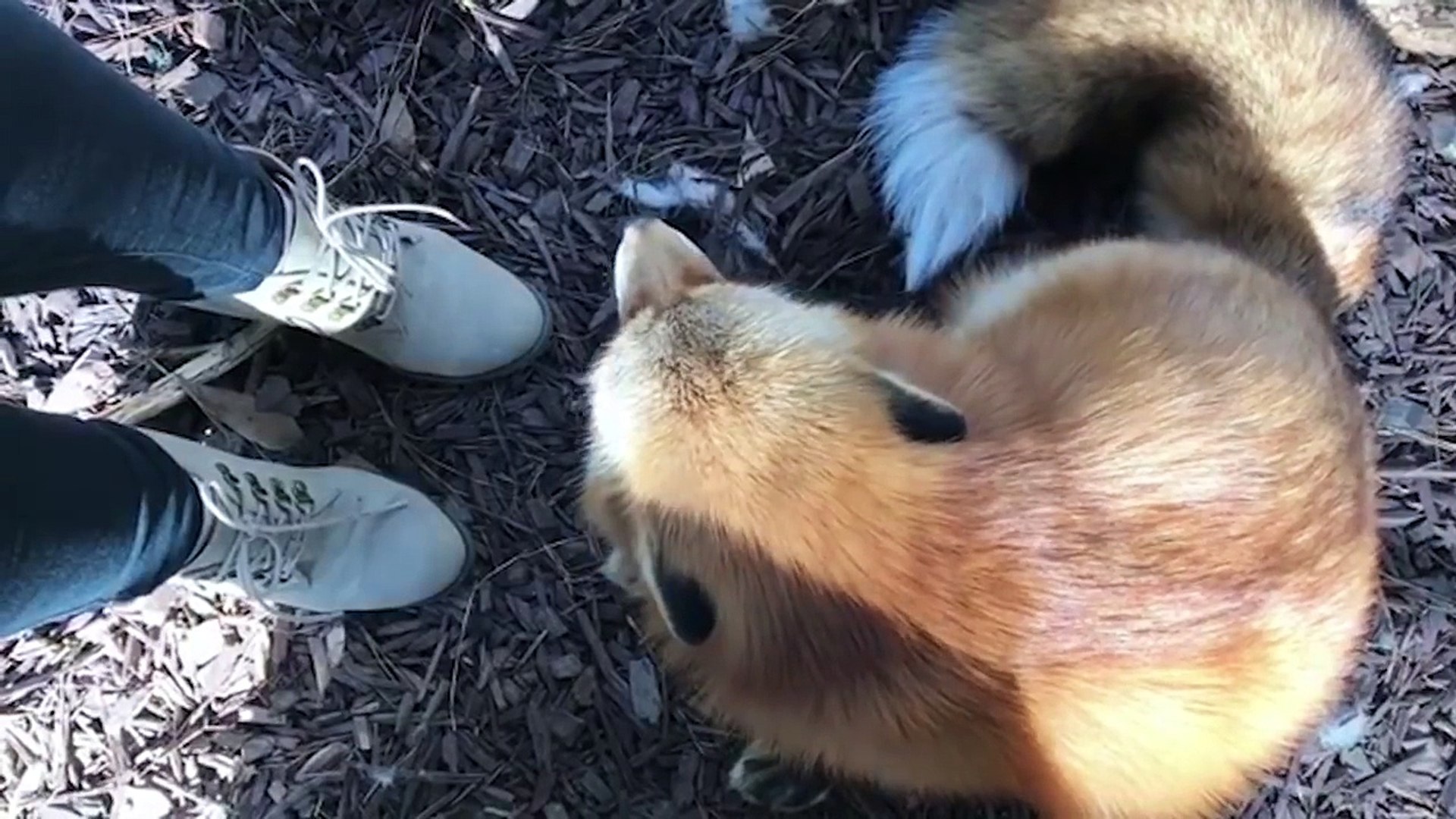 ⁣Funniest Juniper Fox Video Compilation | Funny Pet Videos