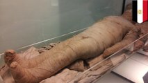 Egypt mummies: Ancient burial chamber with preserved mummies uncovered in Egypt