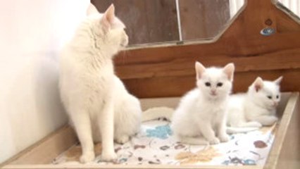 Prof. Dr. Abdullah Kaya: "Van Kedilerinde 2017'de 200 Yavru Elde Etmeyi Planlıyoruz"