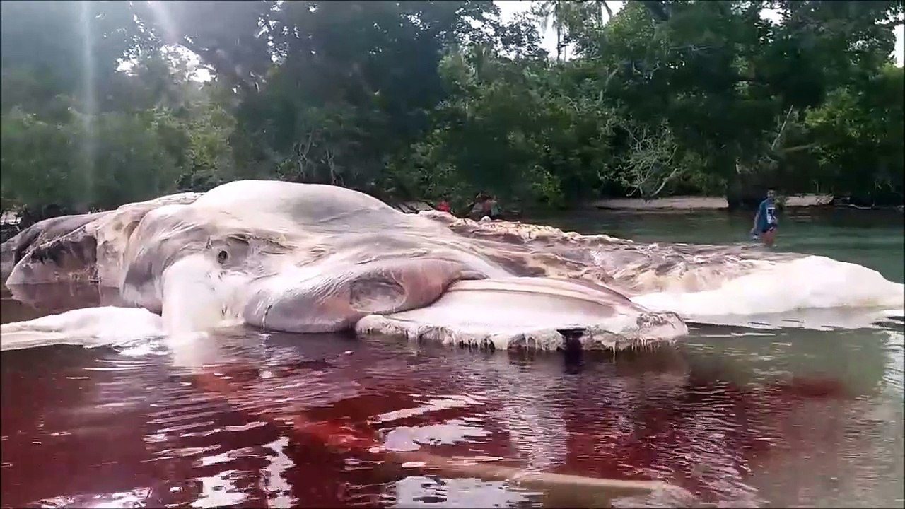 Mais quel est cette mysterieuse créature échouée sur la plage