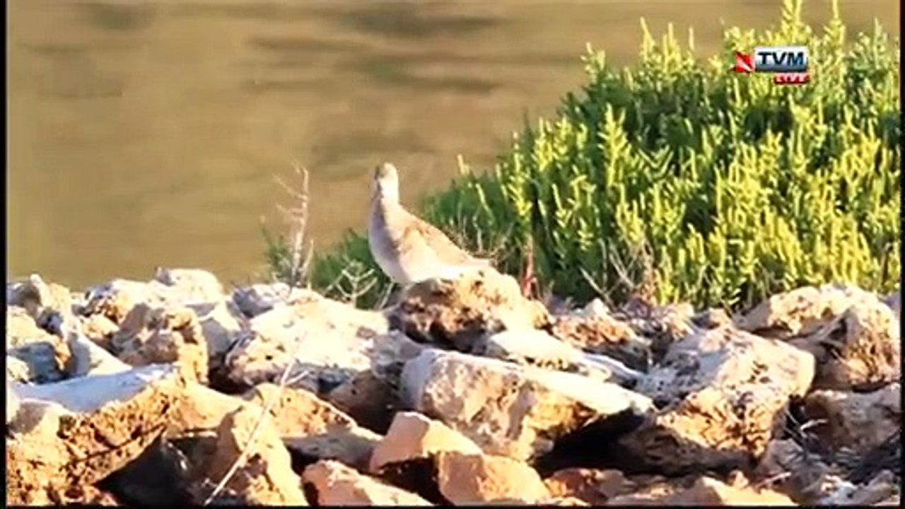 Animal Diaries S05E30