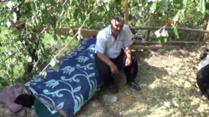 Kahramanmaraş - Ineğini Düştüğü Yerden Çıkaramayınca Yanında Yatıyor