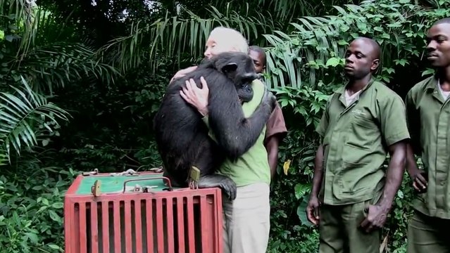 Jane Goodall remet en liberté un chimpanzé que son institut avait sauvé de la mort