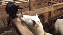 Un mouton se venge d'un chat un peu trop agressif