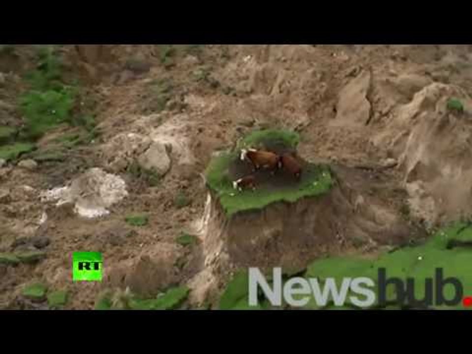 Moooving on: Stranded cows rescued after New Zealand earthquake
