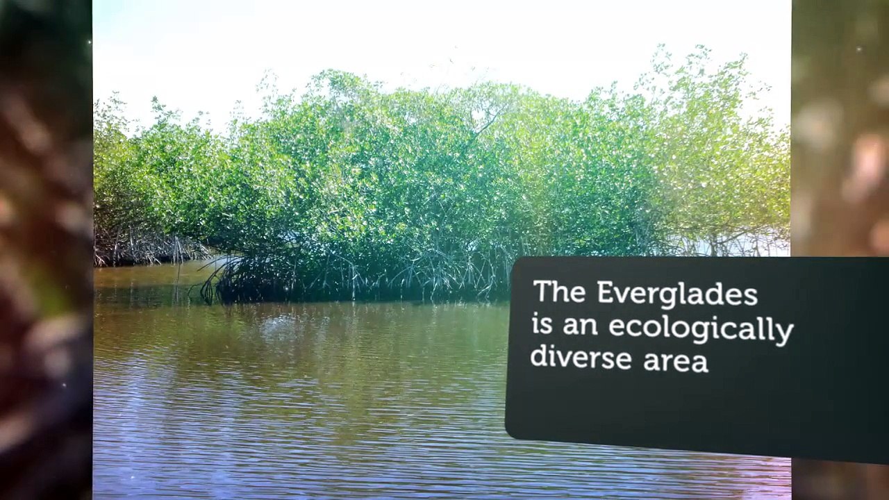 What Animals Await your Eyes When You Are on Everglades Boat Tours