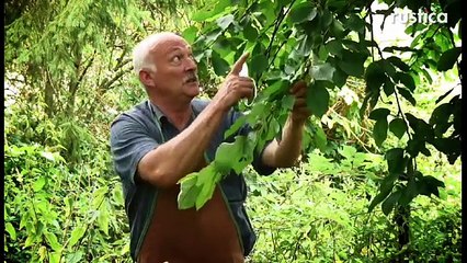 ---Greffe en fente d'un cerisier