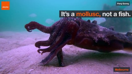 لقطات مذهلة لحبار يصطاد طعامه