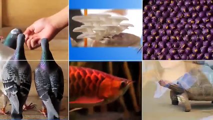 Alagang Magaling S6 EP10 - PIGEONATION UPDATE AT PHA