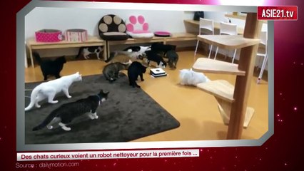 Des chats curieux voient un robot nettoyeur pour la première fois ...