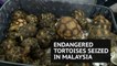 Hundreds of smuggled endangered tortoises seized at Malaysian airport
