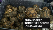 Hundreds of smuggled endangered tortoises seized at Malaysian airport