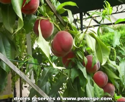 -Comment tailler les arbres fruitier en juin -