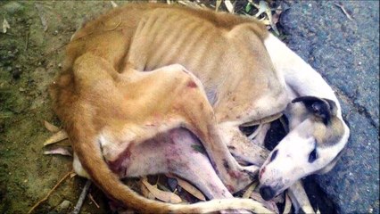 000-asso-LASA-galga-esperanza-mai2017