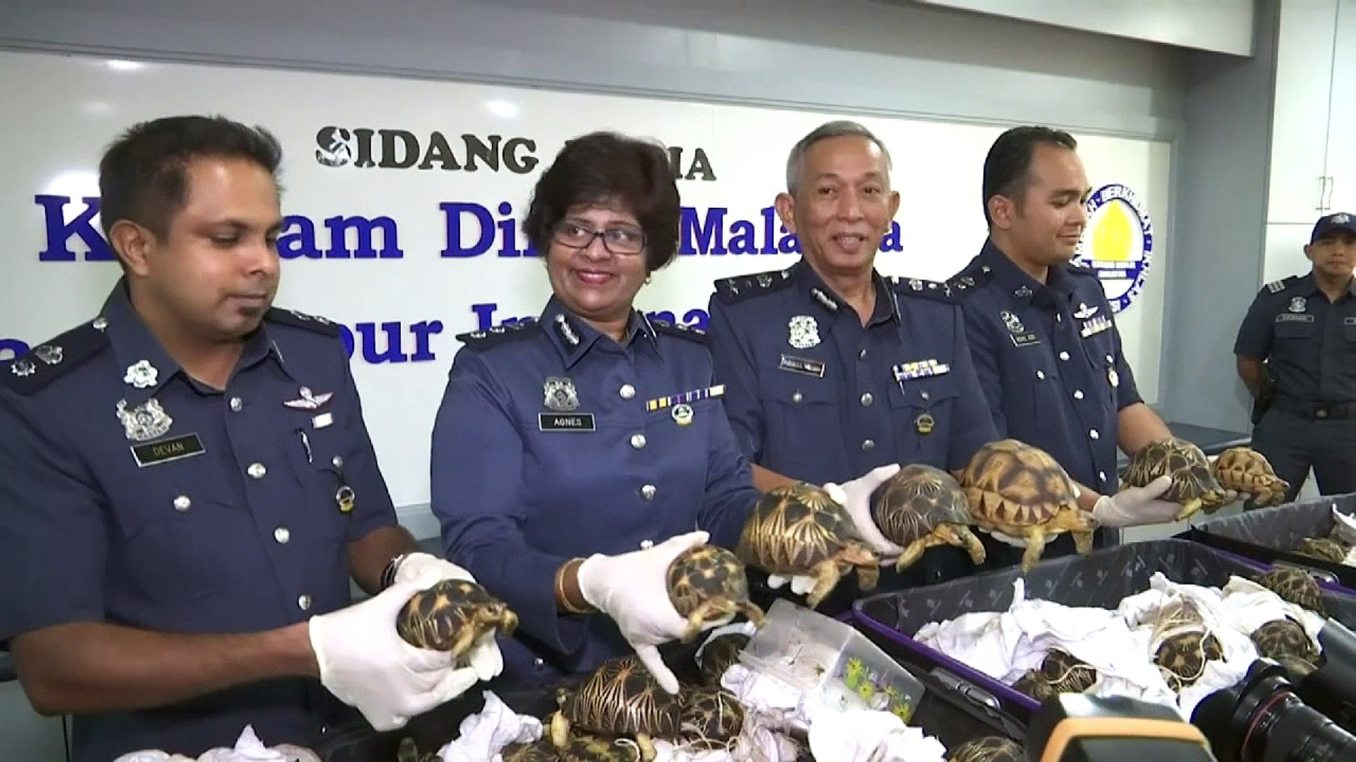 ⁣Malaysian authorities seize hundreds of endangered tortoises