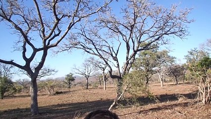 Leopard hunting monkey at Sabi Sands