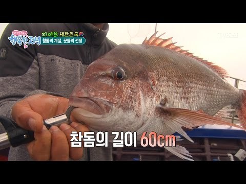바다의 여왕, 참돔의 짜릿한 손맛! [행복한 저녁] 20회 20170515