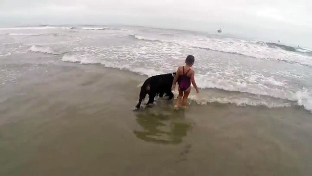 Un chien protège des vagues une petite fille