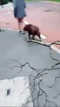 Un chien a ramené un bout de bois de sa ballade