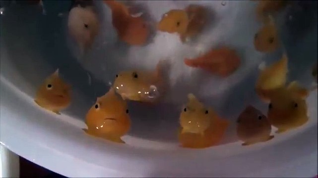 Des poissons bizarres nous regardent dans ce bocal