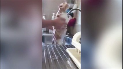 Ce chat déteste l'eau... Vraiment