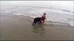 Ce chien est mieux qu'un sauveteur en mer... Il protège cette enfant des vagues