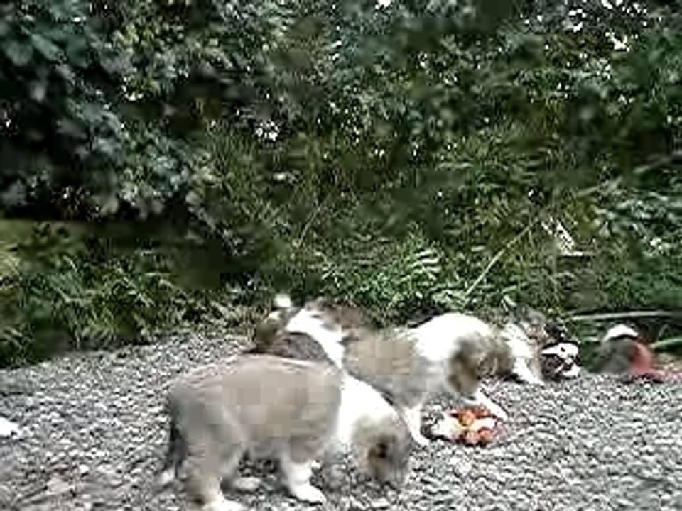 Jeux Chiots