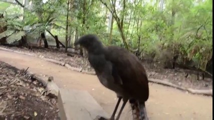 bu kuş değişik ve güzel