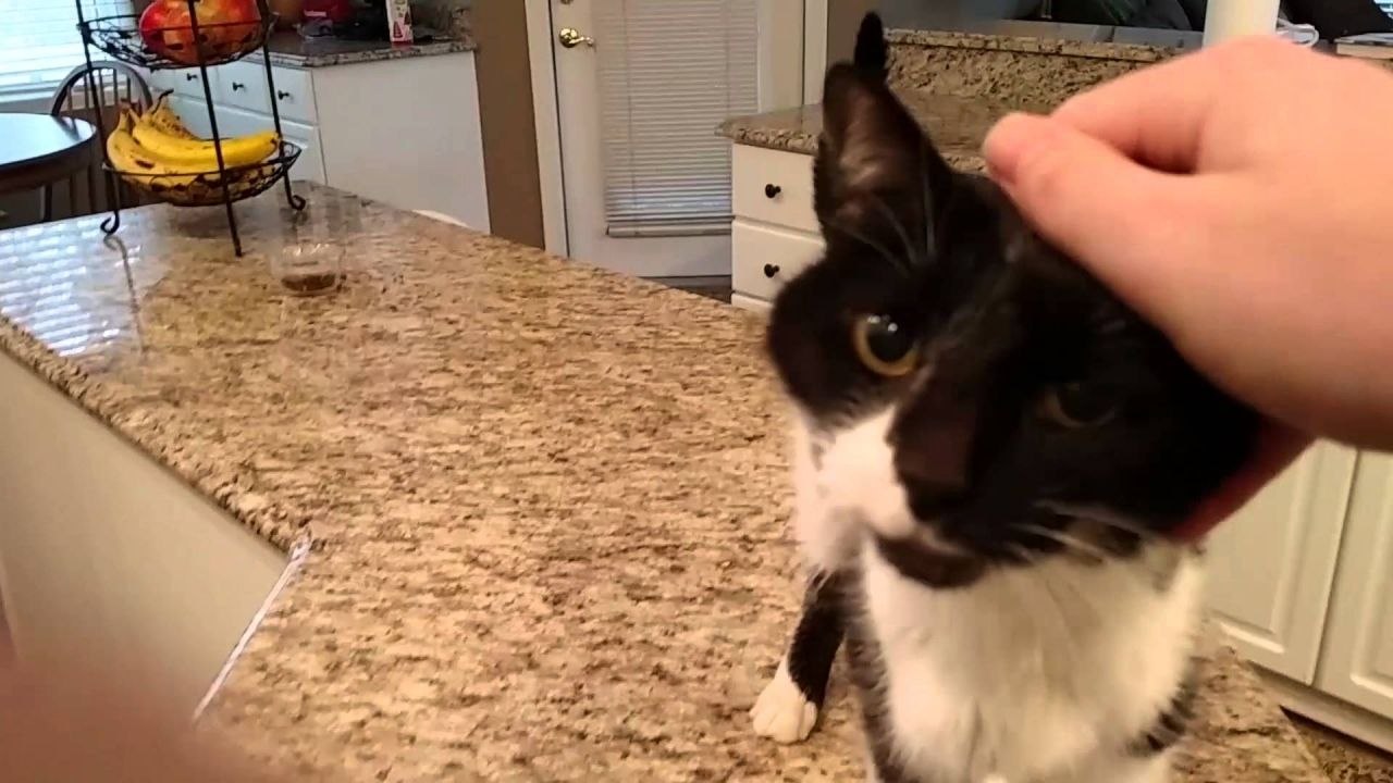 Un chat au miaulement grave