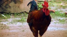 Amazing Football player Ever. Chicken playing football