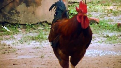 Amazing Football player Ever. Chicken playing football