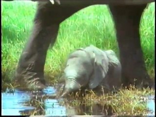 Vahşi Hayvanların Sevimli Yavruları yaşamları