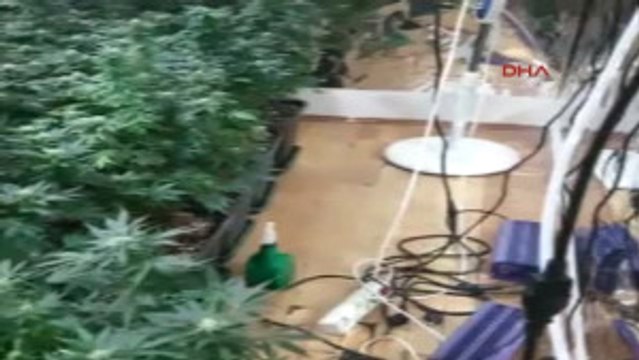 Antalya Apartman Dairesinde Hint Keneviri Yetiştirdiler