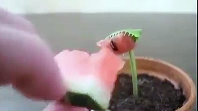 Et yiyen bitki görenleri şaşırtıyor