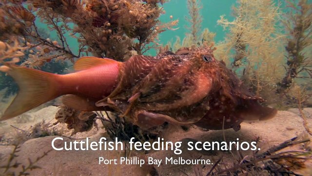 Ce poisson Seiche avale les poissons d'un coup !