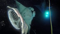 Raies mantas géantes filmées sous l'eau de nuit !