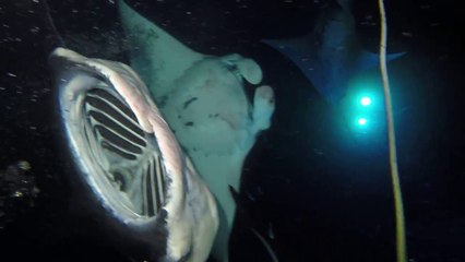Raies mantas géantes filmées sous l'eau de nuit !
