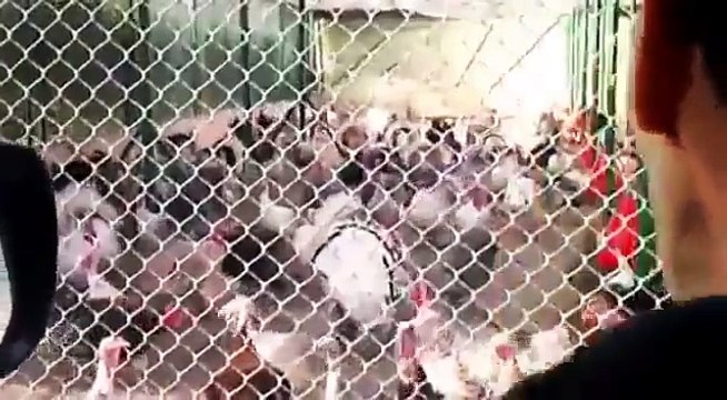 Des centaines de dindes répondent quand on rigole !