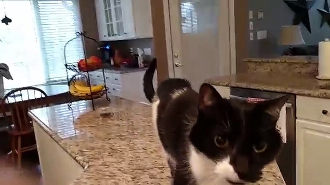 Un chat à la voix grave