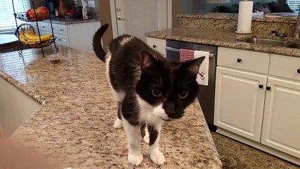 Un chat au miaulement grave