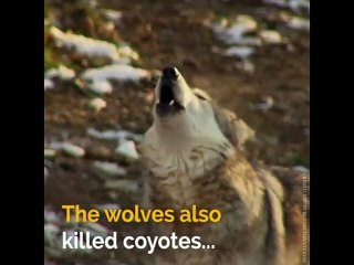 How Wolves Change Rivers