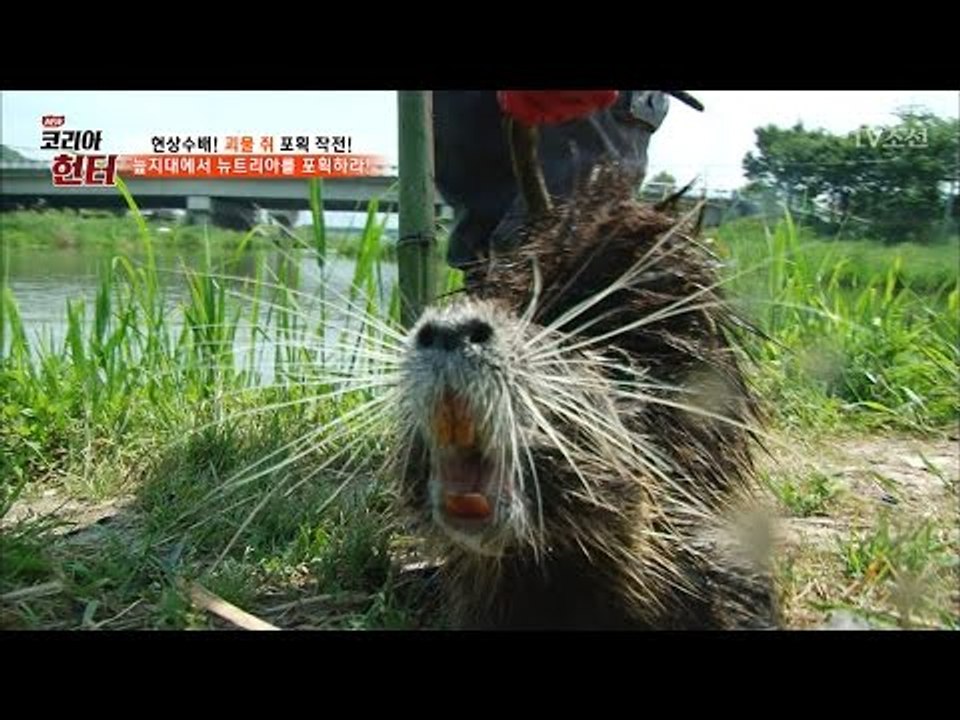 사람을 공격하는 사나운 뉴트리아! [뉴 코리아 헌터] 50회 20170515