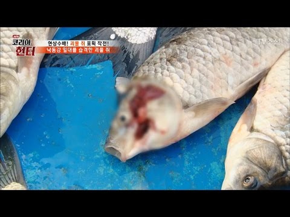 생태계 파괴의 주범인 괴물 쥐의 폐해! [뉴 코리아 헌터] 50회 20170515