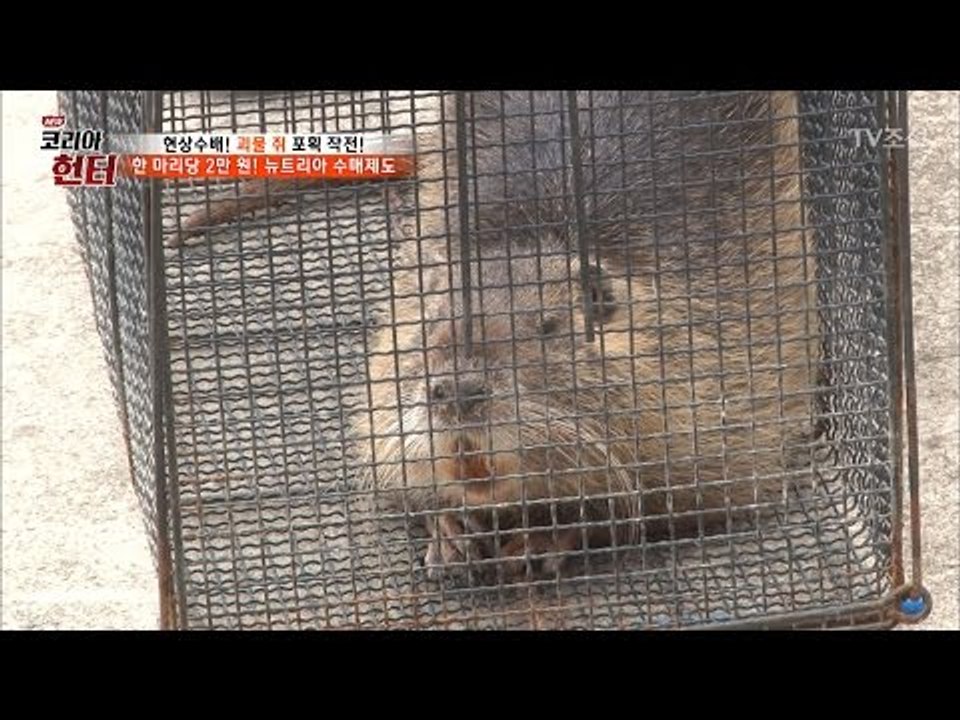 한 마리당 2만 원! 뉴트리아 사냥 열풍! [뉴 코리아 헌터] 50회 20170515