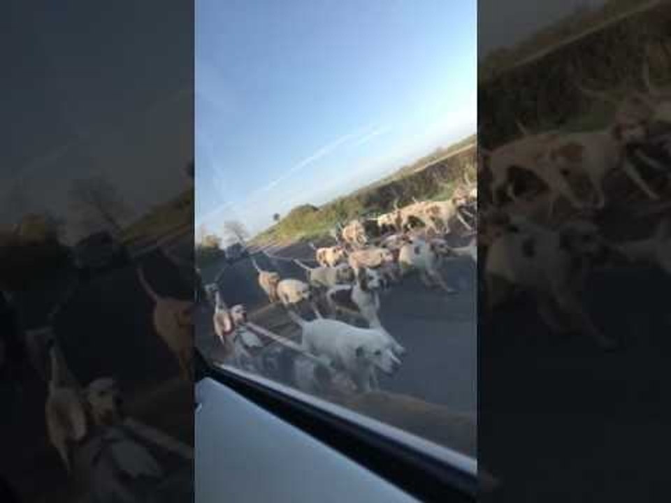 Group of Dogs Run Excitedly in Unison on Road