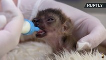 Rare Newborn Blue-Eyed Black Lemur Raises Hopes to Save Species
